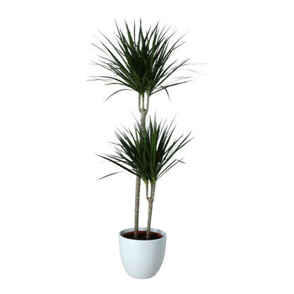Dracena Marginata i keramisk potte 27 cm