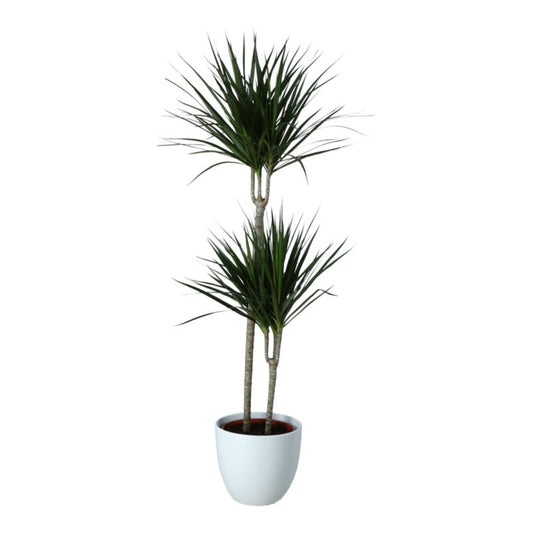 Dracena Marginata i keramisk potte 27 cm