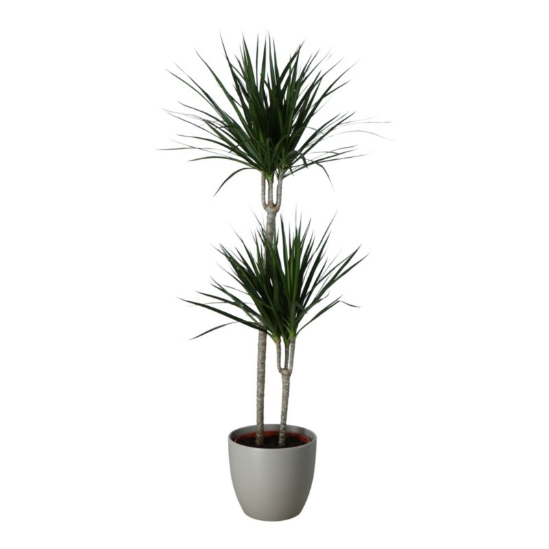 Dracena Marginata i keramisk potte 27 cm