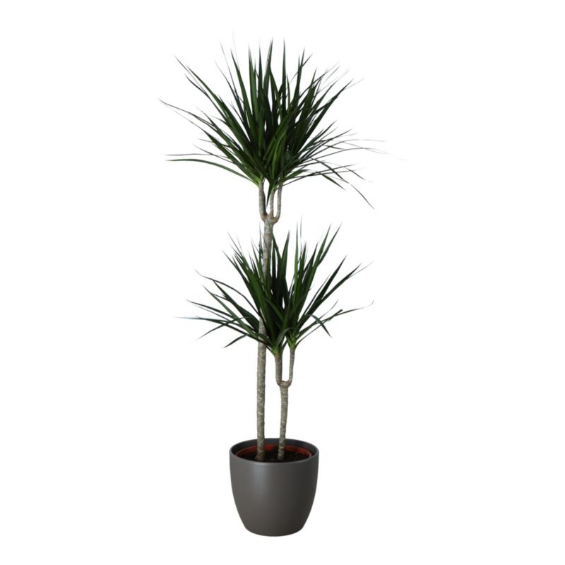 Dracena Marginata i keramisk potte 27 cm