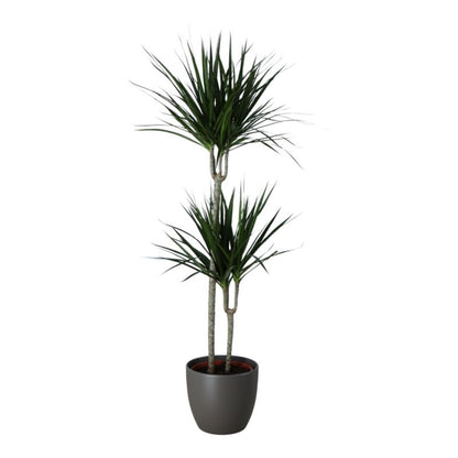 Dracena Marginata i keramisk potte 27 cm