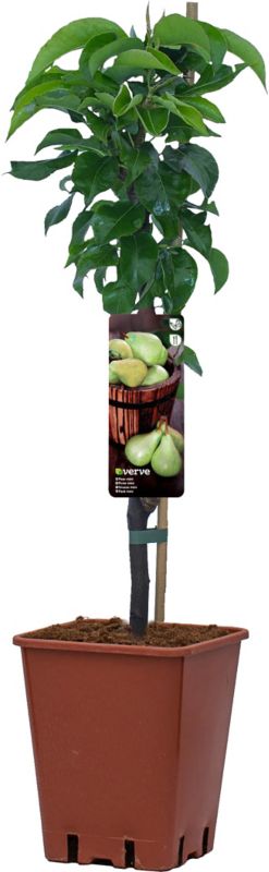 Frugttræer Verve 50-70 cm mix