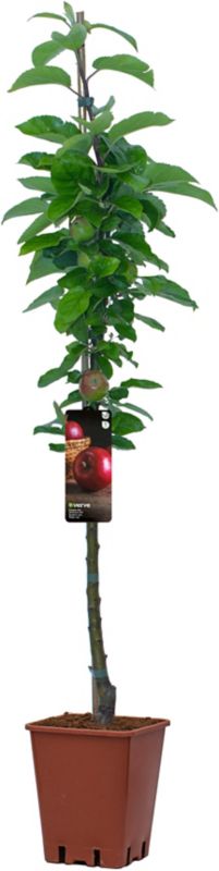 Frugttræer Verve 50-70 cm mix