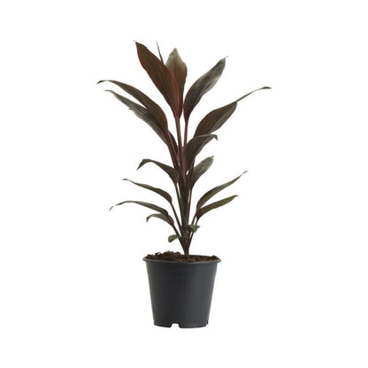 Heldetræ Kordylina i potte 12 cm