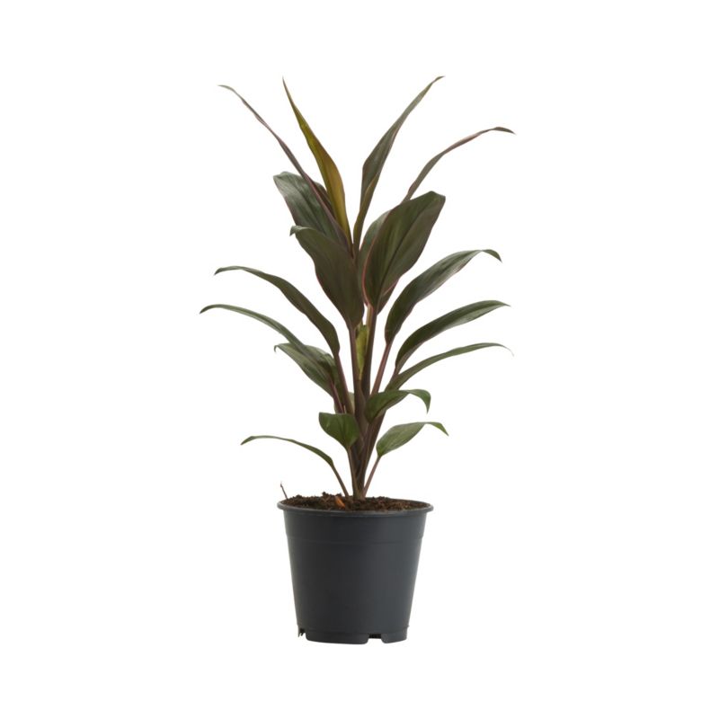 Heldetræ Kordylina i potte 12 cm