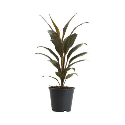 Heldetræ Kordylina i potte 12 cm