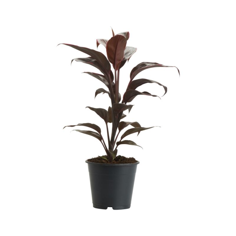 Heldetræ Kordylina i potte 12 cm