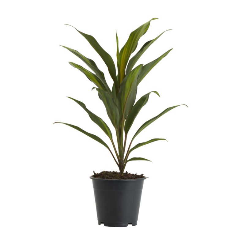 Heldetræ Kordylina i potte 12 cm