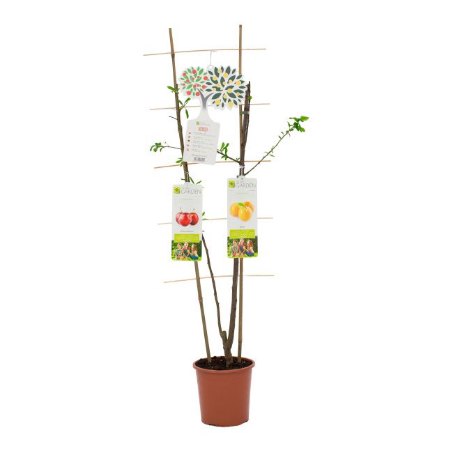 Frugttræ duo Blomme In My Garden i potte