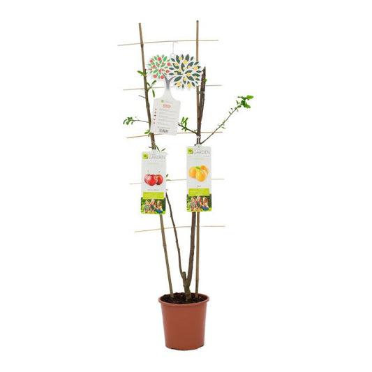 Frugttræ duo Blomme In My Garden i potte