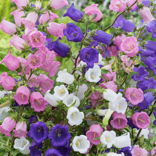 Dzwonek mix sen blomstring Verve 1 l