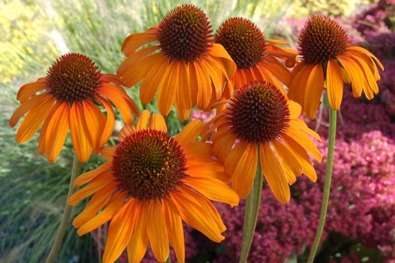 Echinacea jeżówka D17