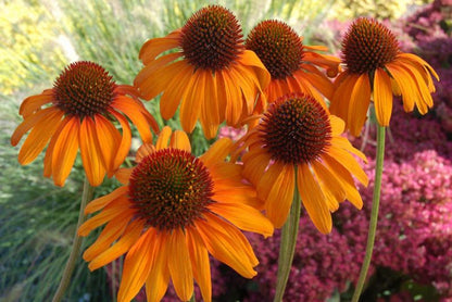 Echinacea jeżówka D17