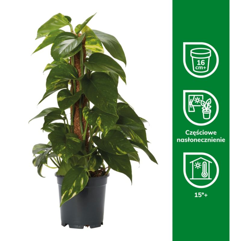 Epipremnum Devils Ivy 15 cm