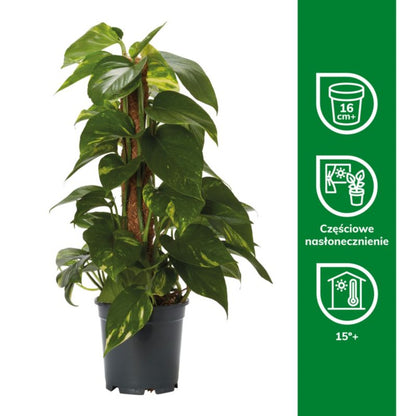 Epipremnum Devils Ivy 15 cm