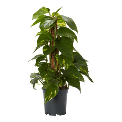Epipremnum Devils Ivy 15 cm