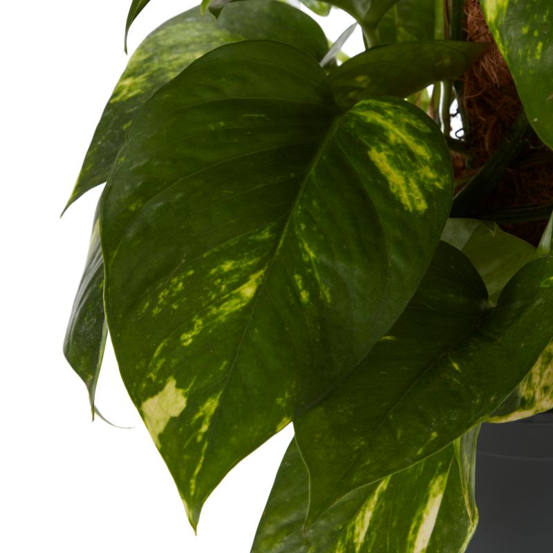 Epipremnum Devils Ivy 15 cm