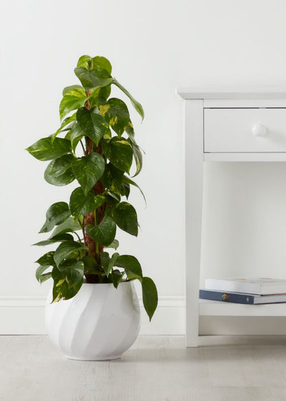 Epipremnum złociste i potte 19 cm