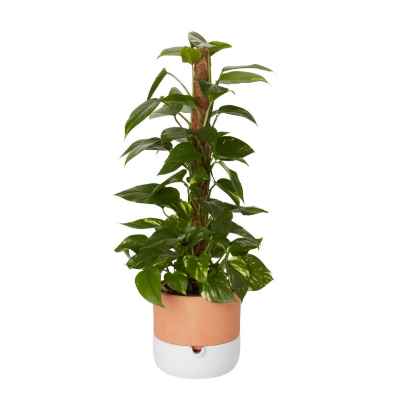 Epipremnum złociste i potte 19 cm