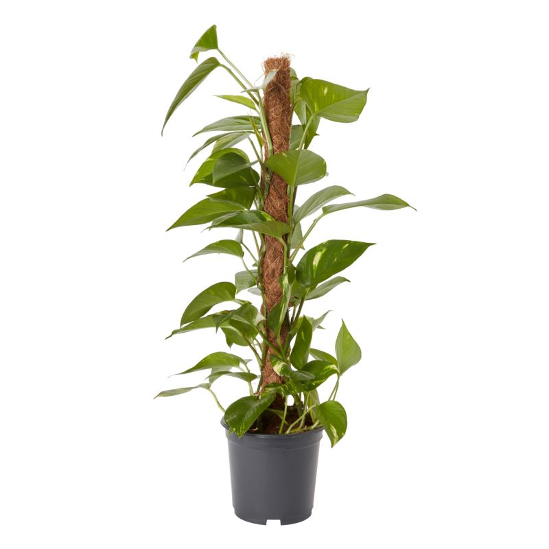 Epipremnum złociste i potte 19 cm
