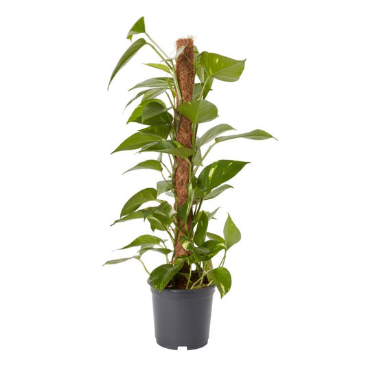 Epipremnum złociste i potte 19 cm