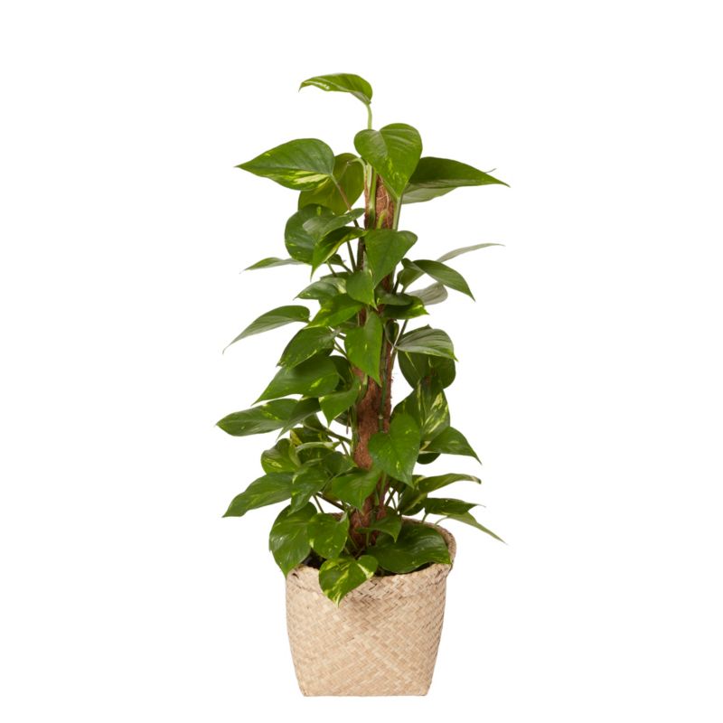 Epipremnum złociste i potte 19 cm