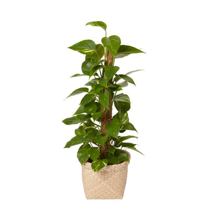 Epipremnum złociste i potte 19 cm