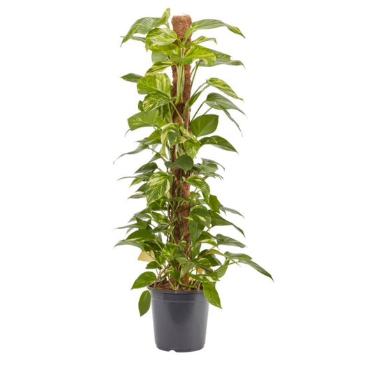 Epipremnum złociste i potte 24 cm