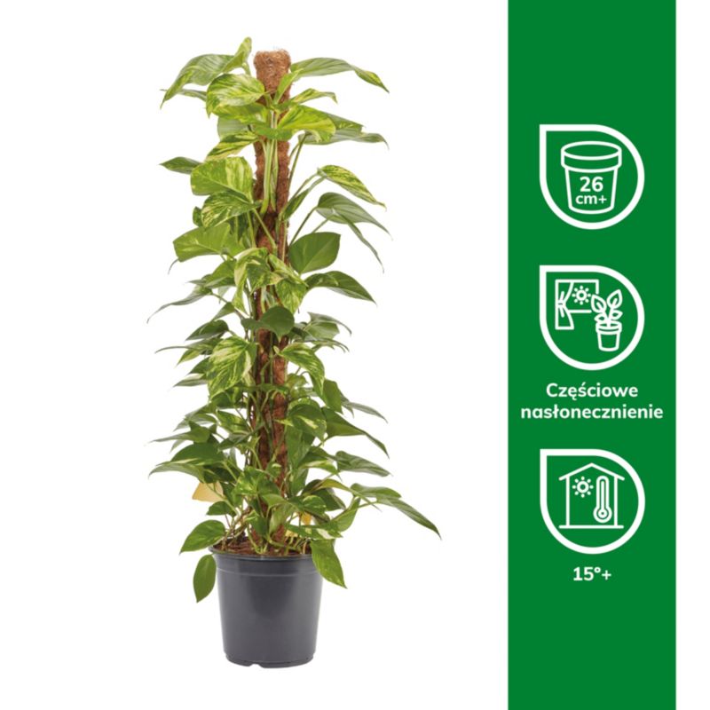Epipremnum złociste i potte 24 cm