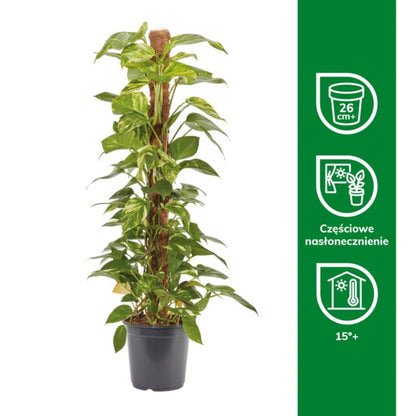 Epipremnum złociste i potte 24 cm