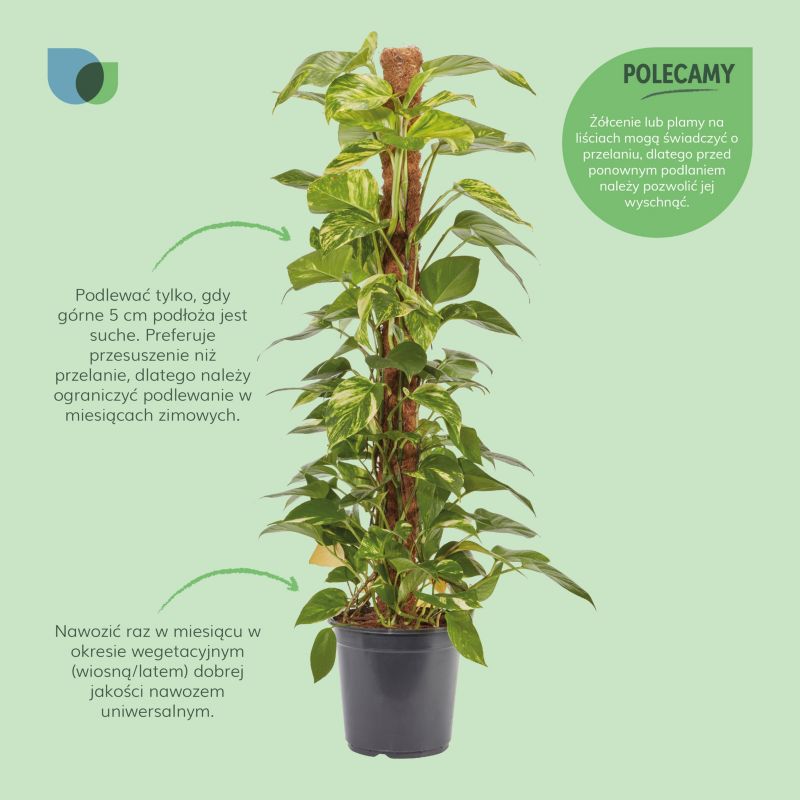 Epipremnum złociste i potte 24 cm