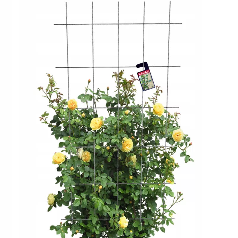 Espalier til Klatreplanter 75x150 cm Stål