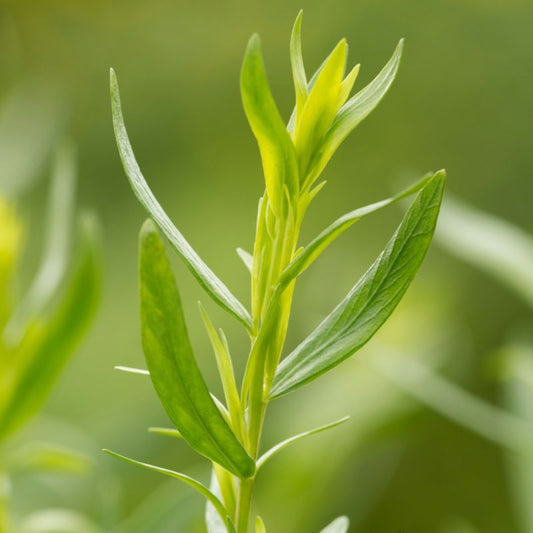 Estragonplante i 13 cm potte