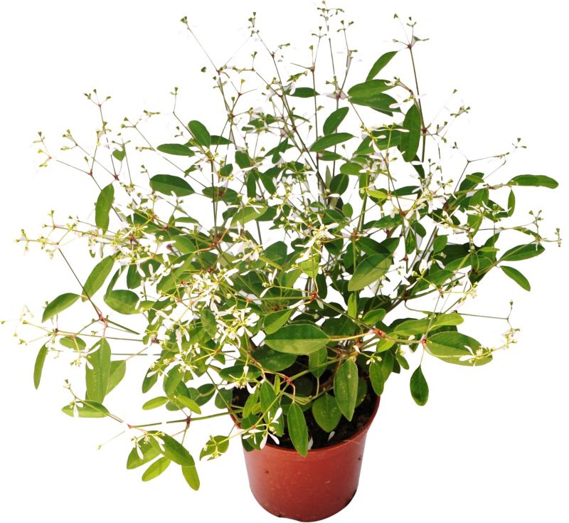 Euphorbia Diamond Frost i 10 cm potte