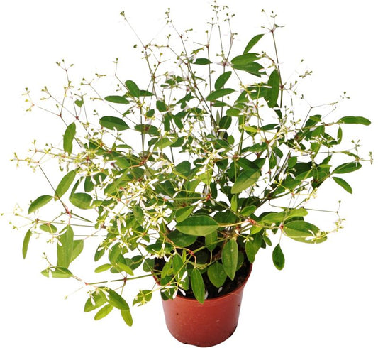 Euphorbia Diamond Frost i 10 cm potte