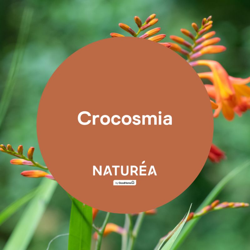 GoodHome Naturea vægmaling og loftsmaling Crocosmia mat 2,5 l