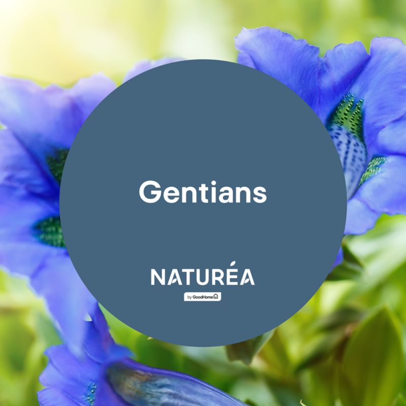 GoodHome Naturea vægmaling og loftmaling Gentians mat 2,5 l