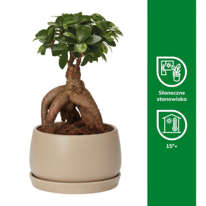 Ginseng Figen Bonsai 15 cm