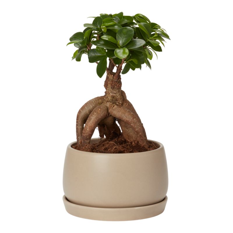Ginseng Figen Bonsai 15 cm
