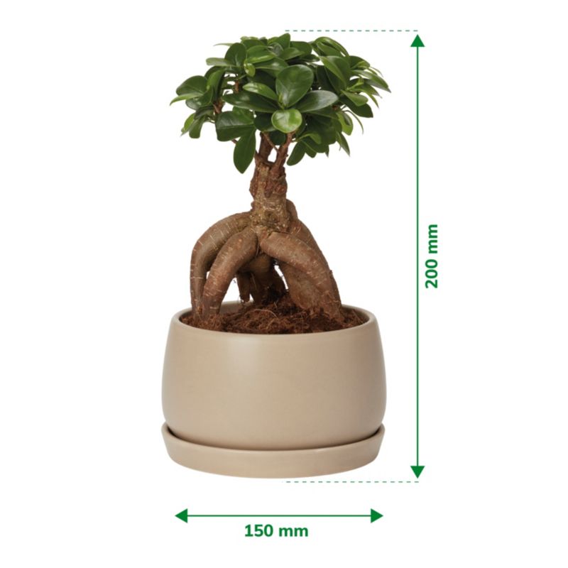 Ginseng Figen Bonsai 15 cm