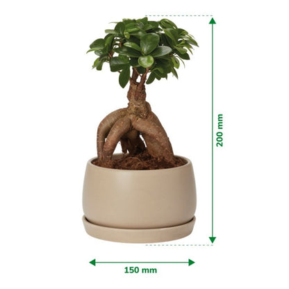 Ginseng Figen Bonsai 15 cm