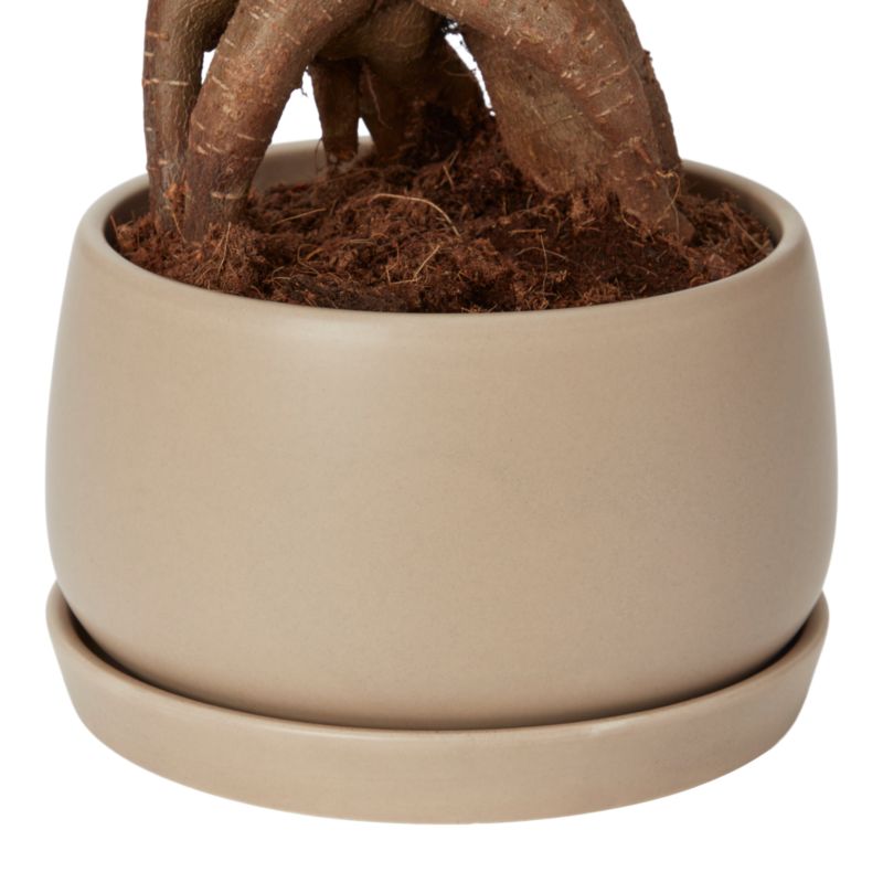 Ginseng Figen Bonsai 15 cm