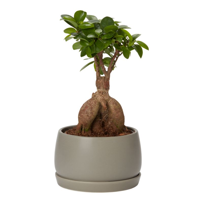 Ginseng Figen Bonsai 15 cm