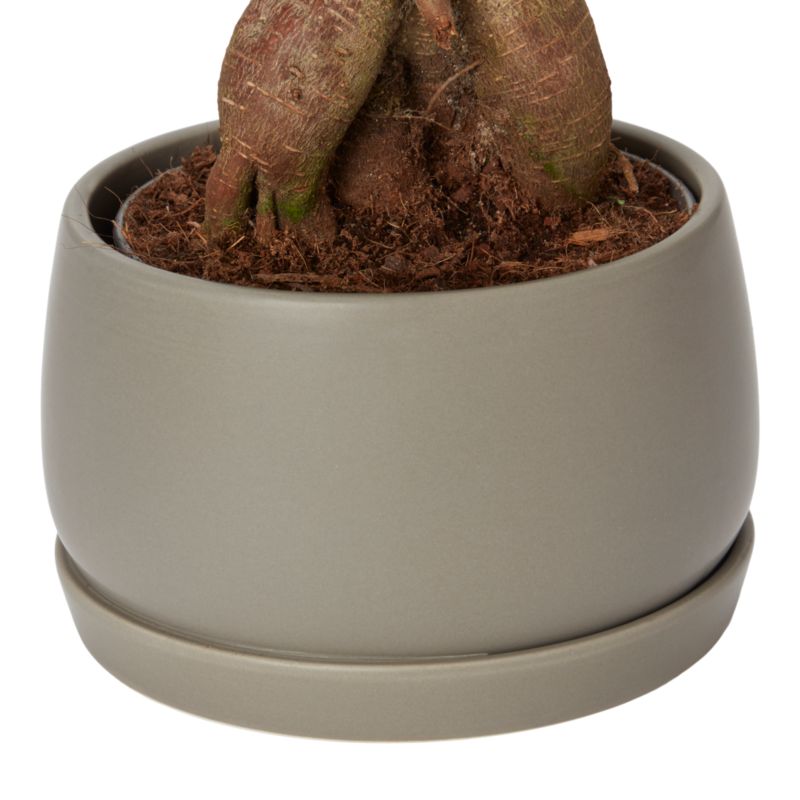 Ginseng Figen Bonsai 15 cm