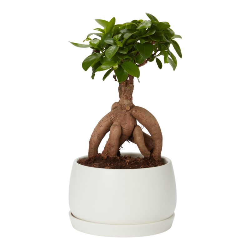 Ginseng Figen Bonsai 15 cm