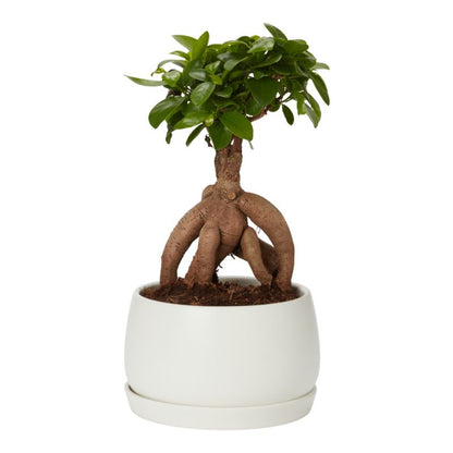 Ginseng Figen Bonsai 15 cm