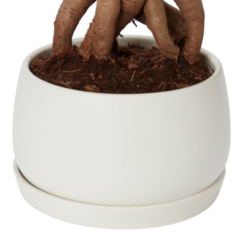 Ginseng Figen Bonsai 15 cm
