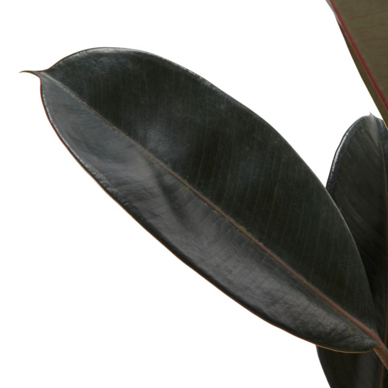 Figenfigen mix 21 cm