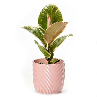 Figentræ i keramisk potte – letplejet og elegant stueplante