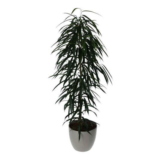 Fikus All i keramisk potte 27 cm
